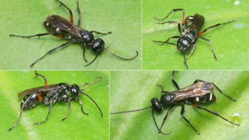 Réf. 306 468 : Cryptocheilus versicolor